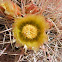 California Barrel Cactus