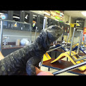Uromastix
