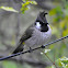 Himalayan Bulbul