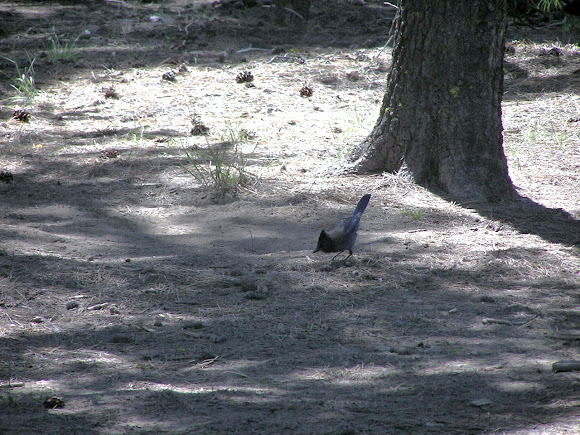 Spotting Image 1