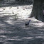 Steller's Jay