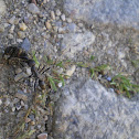 Ant n' Wasp