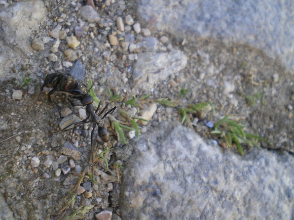 Spotting Image 1