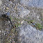 Ant n' Wasp