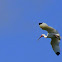 White Ibis