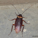 American Cockroach or Waterbug