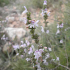 Satureja (Ajedrea)