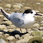 White-fronted Tern