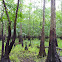 Bald Cypress