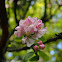 Apple tree
