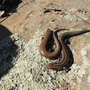 Five-lined skink