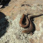Five-lined skink