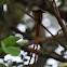Asian Paradise Flycatcher