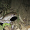 Rough-sided Frog