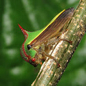 Thorn treehopper