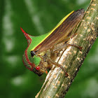 Thorn treehopper