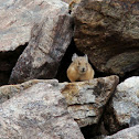 Pika
