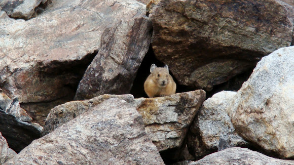 Spotting Image 1