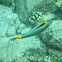 Orangespine Unicornfish (umauma lei)