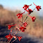 Scarlet Larkspur