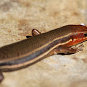 skink