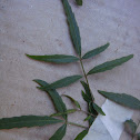 Elderberry Panax