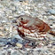 Fox Sparrow