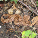 Copperhead