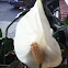 Peace lilly