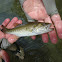 Guadalupe Bass