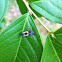 Multicolored Asian ladybug larva