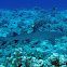 Whitetip Reef Shark