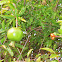 Pomegranate