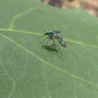 Long-legged Fly