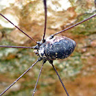 harvestman