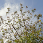 Neem