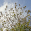 Neem