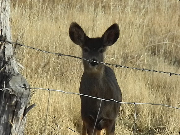 Spotting Image 1