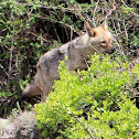 Himalayan jackal