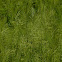 Southern Wild Rice