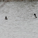 lesser scaup