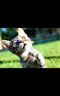 How to mod Photo Kitten Live Wallpaper patch 1.02 apk for bluestacks