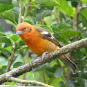Cardenal