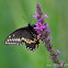 Black Swallowtail Butterfly