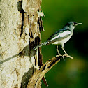Oriental Magpie Robin