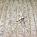 Mayfly
