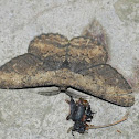 Moth