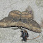 Moth