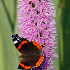 Red Admiral