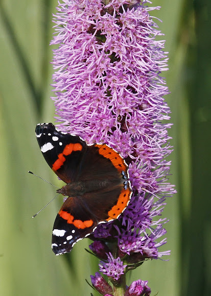 Spotting Image 1